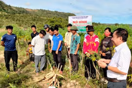 Phú Thiện nhân rộng giống mì sạch bệnh 