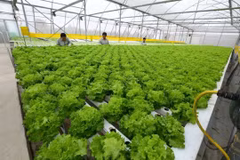 Gia Lai phấn đấu kim ngạch xuất khẩu rau đạt khoảng 55-60 triệu USD