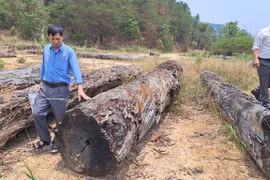 Khó hiểu việc đưa thêm gỗ lậu vào gỗ tang vật