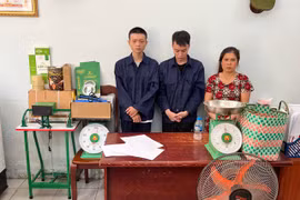 Triệt phá đường dây trồng, mua bán cần sa liên tỉnh quy mô lớn