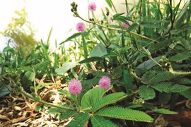 Cây xấu hổ chữa bệnh gì? 