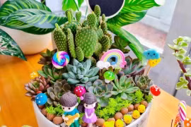 Kiếm tiền triệu nhờ làm tiểu cảnh sen đá