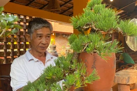 Hội quán bonsai Gia Lai: Nơi hội tụ và nuôi dưỡng đam mê 