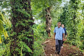 Đề nghị xem xét đơn kêu cứu của người bị khởi tố vì lấy 1 khúc gỗ muồng