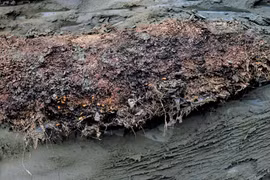 Sinh vật tuyệt chủng sống dậy sau 46.000 năm đóng băng ở Nga