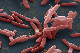 Một người ở Quảng Nam tử vong do nhiễm 'vi khuẩn ăn thịt người'