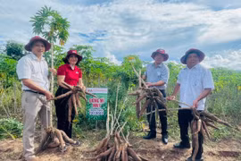Nông dân Ia Rtô chuyển đổi cây trồng, vật nuôi