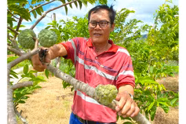 An Khê đẩy mạnh tái cơ cấu ngành nông nghiệp