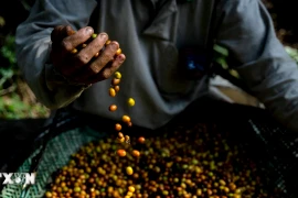 Giá càphê arabica tăng lên mức cao nhất 13 năm do lo ngại về nguồn cung