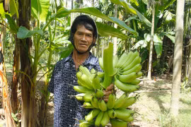 Quảng Ngãi: Suy giảm diện tích trồng chuối ngự “tiến vua” 