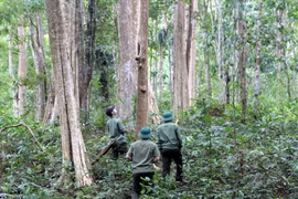 Kho báu dược liệu khổng lồ ở Đắk Nông chưa được khai thác 