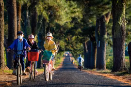 Thơ Nguyễn Đình Phê: Bên hàng thông trăm tuổi 