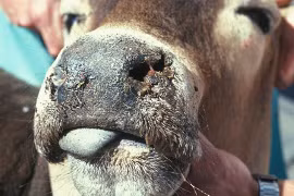 Hơn 17.000 gia súc chết tại Bỉ do dịch bệnh lưỡi xanh