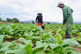 Phát huy giá trị nhãn hiệu chứng nhận “Thuốc lá lá Krông Pa-Gia Lai”