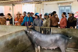 Đak Đoa ưu tiên dạy nghề cho lao động dân tộc thiểu số