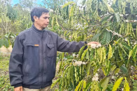 Nông dân Kbang lo lắng vì cà phê thối hoa hàng loạt