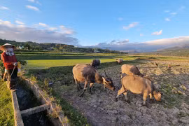 Làng nuôi trâu ở Đak Jơ Ta