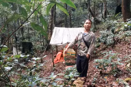 Tu Mơ Rông: Thêm một hộ dân báo mất trộm sâm Ngọc Linh