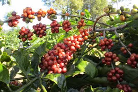 Chủ tịch VICOFA nói gì khi giá cà phê lao dốc rồi bật tăng mạnh?