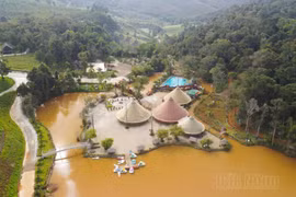 Vì sao doanh nghiệp không mặn mà thuê rừng Đắk Nông?