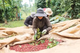 Giá cà phê trong nước tăng 1 triệu đồng/tấn