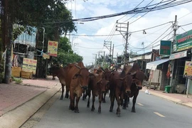 Bò thả rông và chuyện nông dân thành thị dân