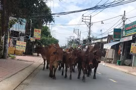 Bò thả rông và chuyện nông dân thành thị dân