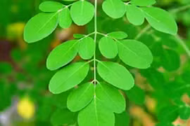 Chùm ngây được ví như 'thịt bò của người nghèo', phòng tim mạch, ung thư