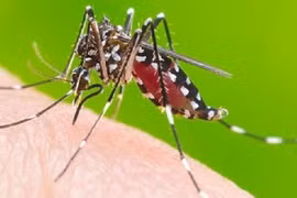 Sự thật về người 'thịt thơm' và nhóm máu O bị muỗi đốt nhiều hơn