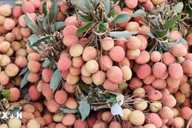 Vải thiều chín sớm hơn một tháng, nông dân Đắk Lắk thu lãi cao