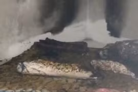 Phát hiện con trai và cháu gái bị lửa vây kín bên cạnh chai xăng 