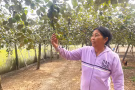 Triển vọng trồng táo ngọt ở Ia Sol