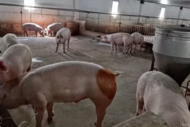 Bầu Đức tiếp tục bội thu từ 'heo ăn chuối'