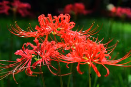 Hoa bỉ ngạn có nghĩa gì mà gây 'sốt' trên mạng xã hội?