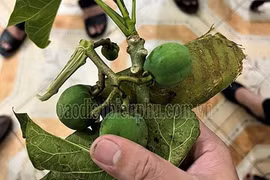 Điện Biên: Rủ nhau hái quả dại về ăn, 40 học sinh nhập viện cấp cứu