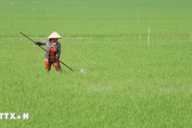 Dự kiến cần khoảng 2,7 tỷ USD thực hiện Đề án 1 triệu ha lúa chất lượng cao