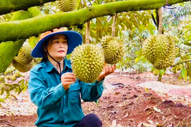 Nông dân Chư Prông thi đua sản xuất kinh doanh giỏi