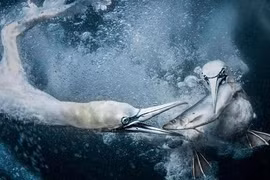 Chiêm ngưỡng những bức ảnh động vật hoang dã đẹp nhất thế giới