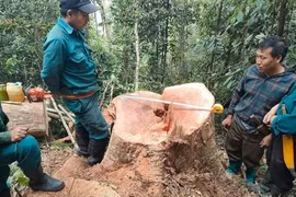 Mật phục, bắt 5 đối tượng đang phá rừng tự nhiên