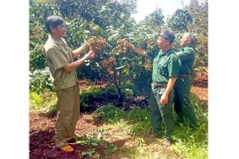 Thu tiền tỷ từ mô hình sản xuất tổng hợp