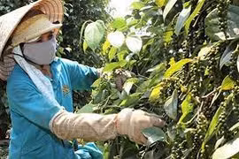 Hồ tiêu Gia Lai tăng 2 triệu đồng/tấn