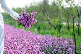 Thu về trong màu hoa thạch thảo