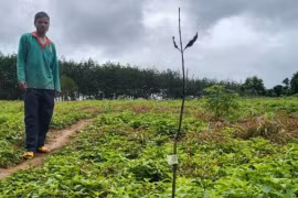 Kon Tum chỉ đạo làm rõ vụ mắc ca trồng bị chết hàng loạt