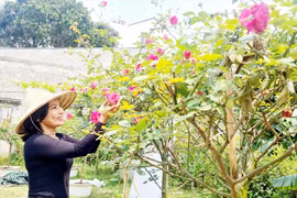 Sáng tạo với trà hoa hồng 