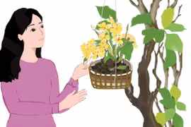 Chuyện của phong lan