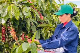 Bảo hộ chỉ dẫn địa lý: “Chìa khóa vàng” để quảng bá sản phẩm