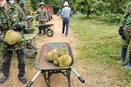 Theo bầu Đức đi thu hoạch sầu riêng