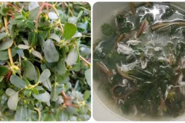 Rau mọc đầy ở Việt Nam được Tổ chức Y tế thế giới ghi vào danh mục cây thuốc