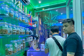 Những nẻo đường... cần sa