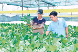 Nâng tầm giá trị rau Đak Pơ 